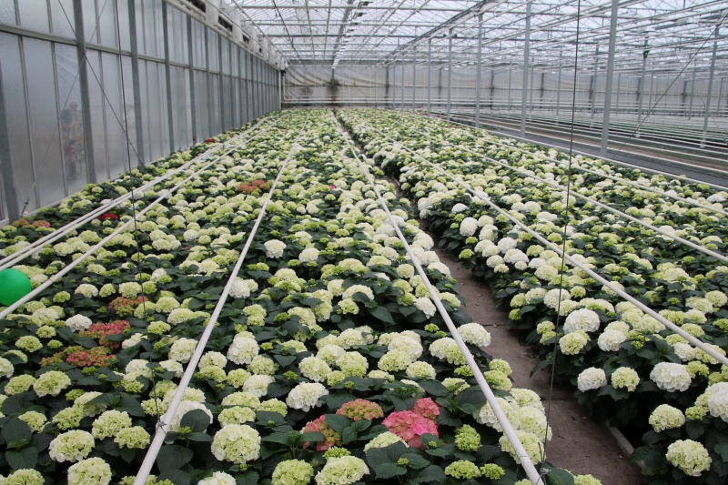 pepiniere-COGOLIN-min_nursery-hydrangea-white-flowers-greenhouse-flower-1609210-pxhere.com